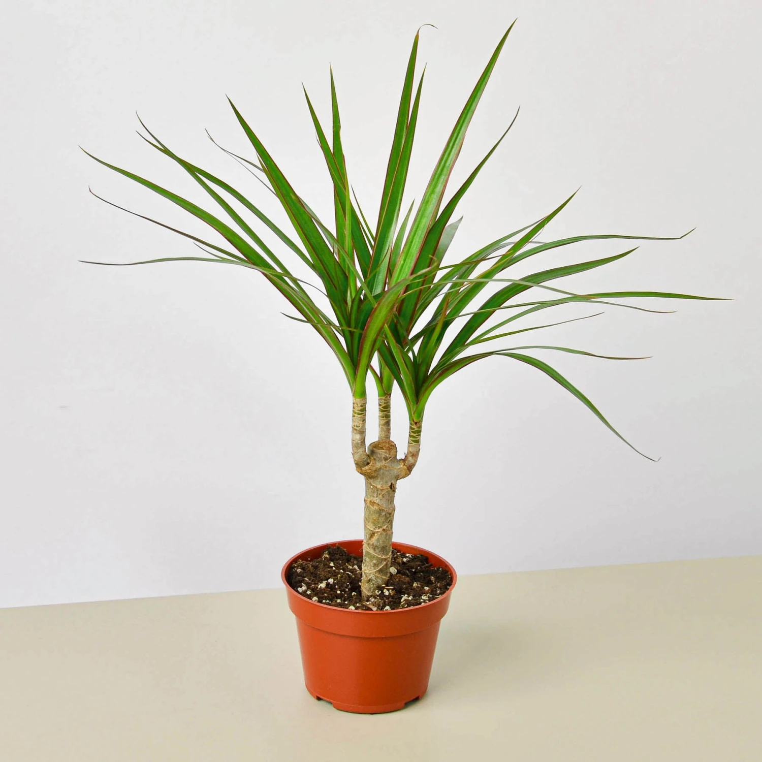 Dracaena 'Marginata Cane' 1 Dracaena 'Marginata Cane'