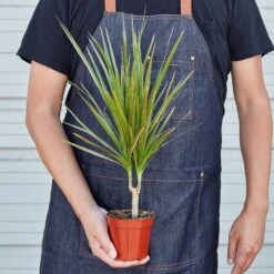 Dracaena 'Red Margined' -House Plant Shop 4 DRACAENA RED.MARGINED HOLD
