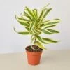 Dracaena Song Of India