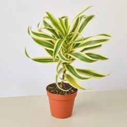 Dracaena Song Of India