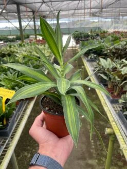 Dracaena 'Song Of Jamaica' -House Plant Shop 4 DRACAENA SONG.OF .JAMAICA TEMP 2.22.24