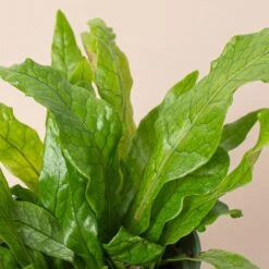 Fern 'Crocodile' -House Plant Shop 4 FERN CROCODILE 2