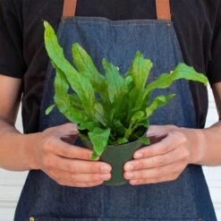 Fern 'Crocodile' -House Plant Shop 4 FERN CROCODILE 3