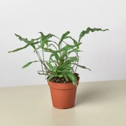 Fern 'Kangaroo Paw' -House Plant Shop 4 FERN KANGAROOPAW 1