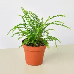 Lemon Button Fern -House Plant Shop 4 FERN LEMON.BUTTON 1
