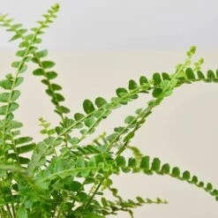 Lemon Button Fern