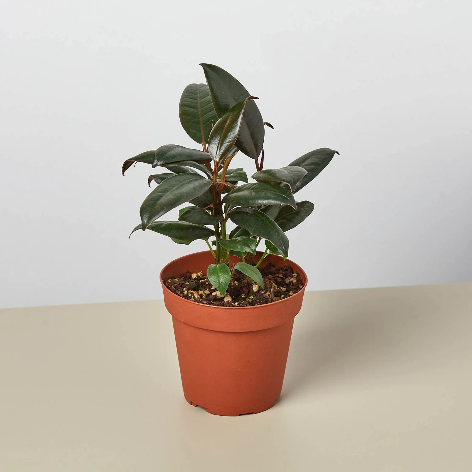 Ficus Elastica 'Burgundy' 1 Ficus Elastica 'Burgundy'