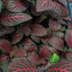 Fittonia 'Red' -House Plant Shop 4 FITTONIA RED 2.1