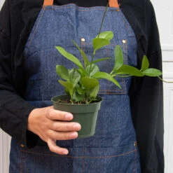 Hoya 'Australis' -House Plant Shop 4 HOYA AUSTRALIS 3