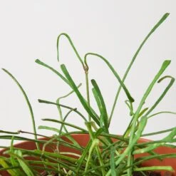 Hoya 'Grass Leafed' - 4" Pot -House Plant Shop 4 HOYA GRASSLEAFED 2