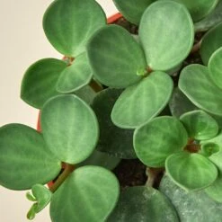 Peperomia 'Hope' -House Plant Shop 4 HOYA HOPE 2