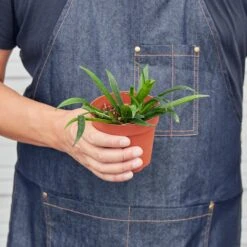 Hoya 'String Bean' - 4" Pot -House Plant Shop 4 HOYA STRINGBEAN 3