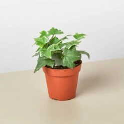 English Ivy 'Glacier' -House Plant Shop 4 IVY GLACIER 4