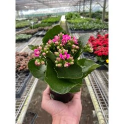 Kalanchoe -House Plant Shop 4 KALANCHOE PINK TEMP 2.23.24