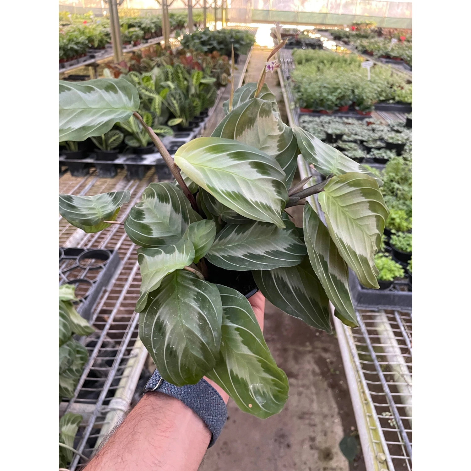 Maranta 'Silver Band' 2 Maranta 'Silver Band' - Image 2