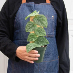 Monstera 'Dubia' (Shingle Plant) -House Plant Shop 4 MONSTERA DUBIA 3