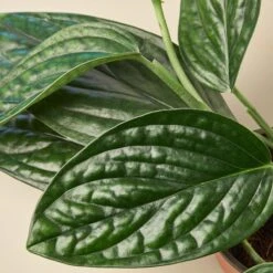 Rare Plant Bundle -House Plant Shop 4 MONSTERA PERU 2 d81818cb 9fe2 4078 9ff8 ff331c6c8b20