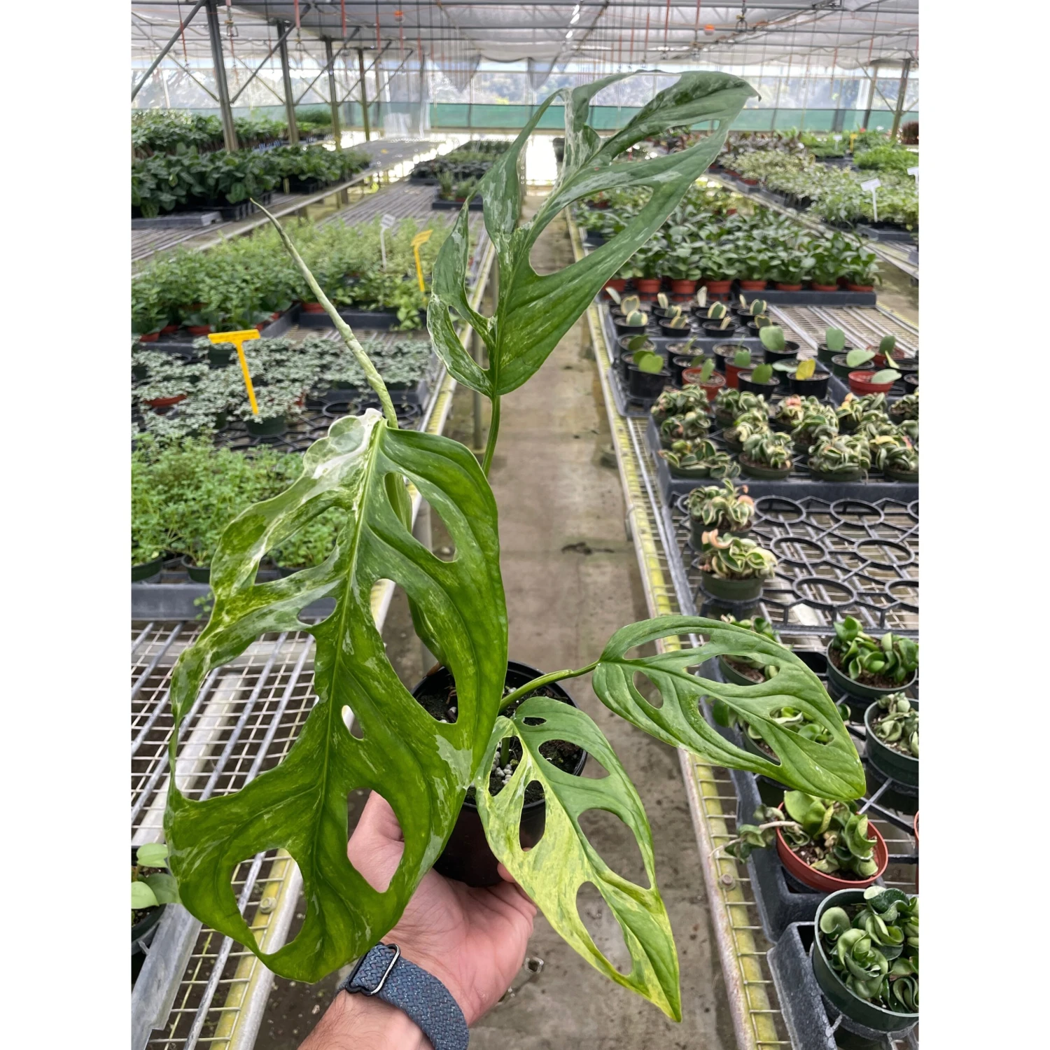 Monstera Adansonii 'Swiss Cheese Variegated' 1 Monstera Adansonii 'Swiss Cheese Variegated'