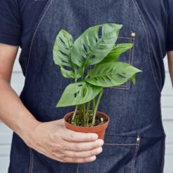 Monstera Adansonii 'Swiss Cheese' -House Plant Shop 4 MONSTERA SWISS.CHEESE 3