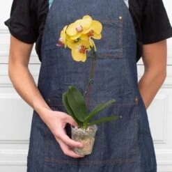 Orchid 'Yellow Phalaenopsis' -House Plant Shop 4 ORCHID PHALAENOPSIS YELLOW 3