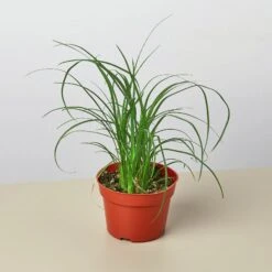 Palm Ponytail -House Plant Shop 4 PALM PONYTAIL 1