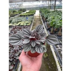 Peperomia 'Mendoza'