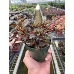 Peperomia 'Metallica'