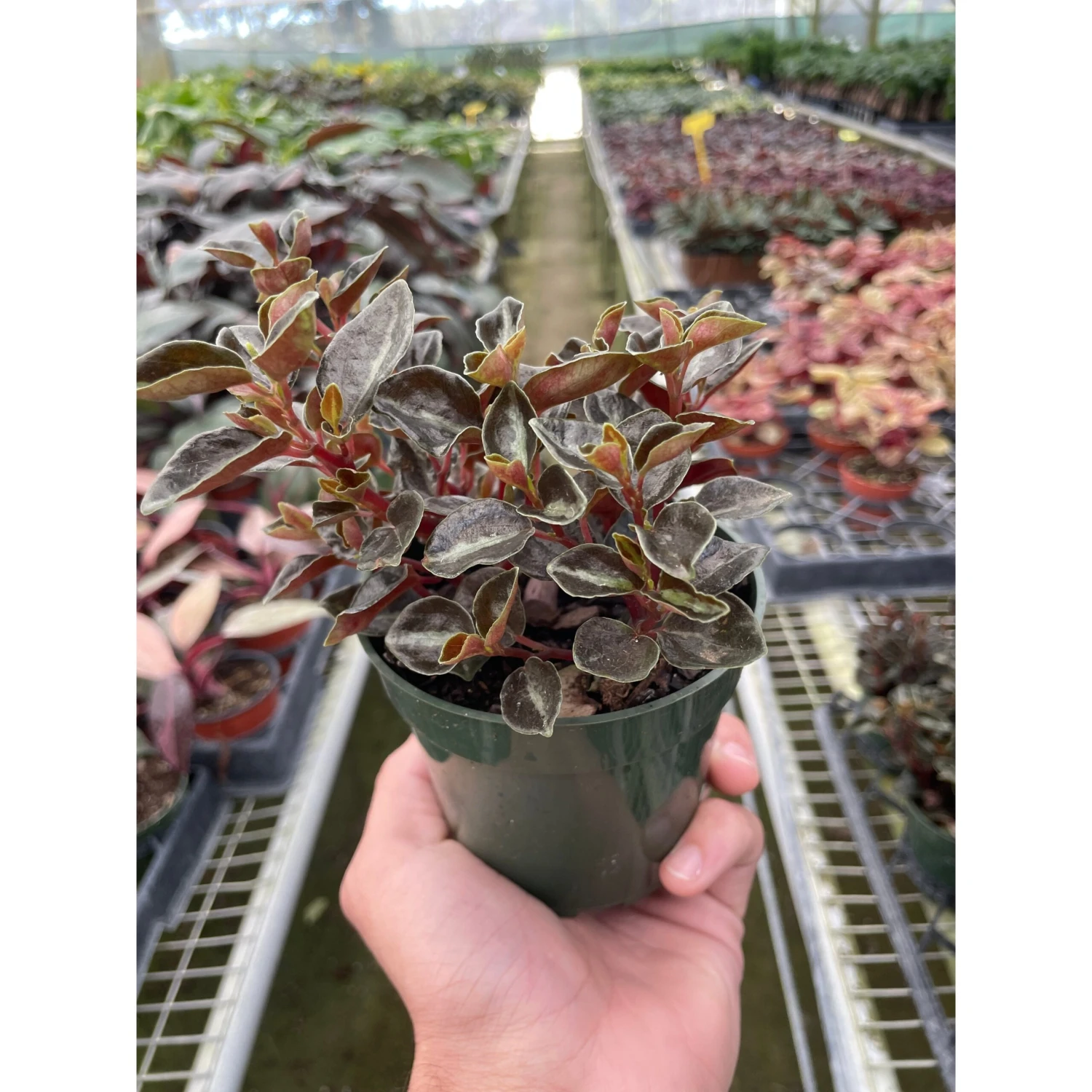 Peperomia 'Metallica' 1 Peperomia 'Metallica'