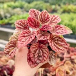 Peperomia 'Quito' -House Plant Shop 4 PEPEROMIA QUITO 4.1