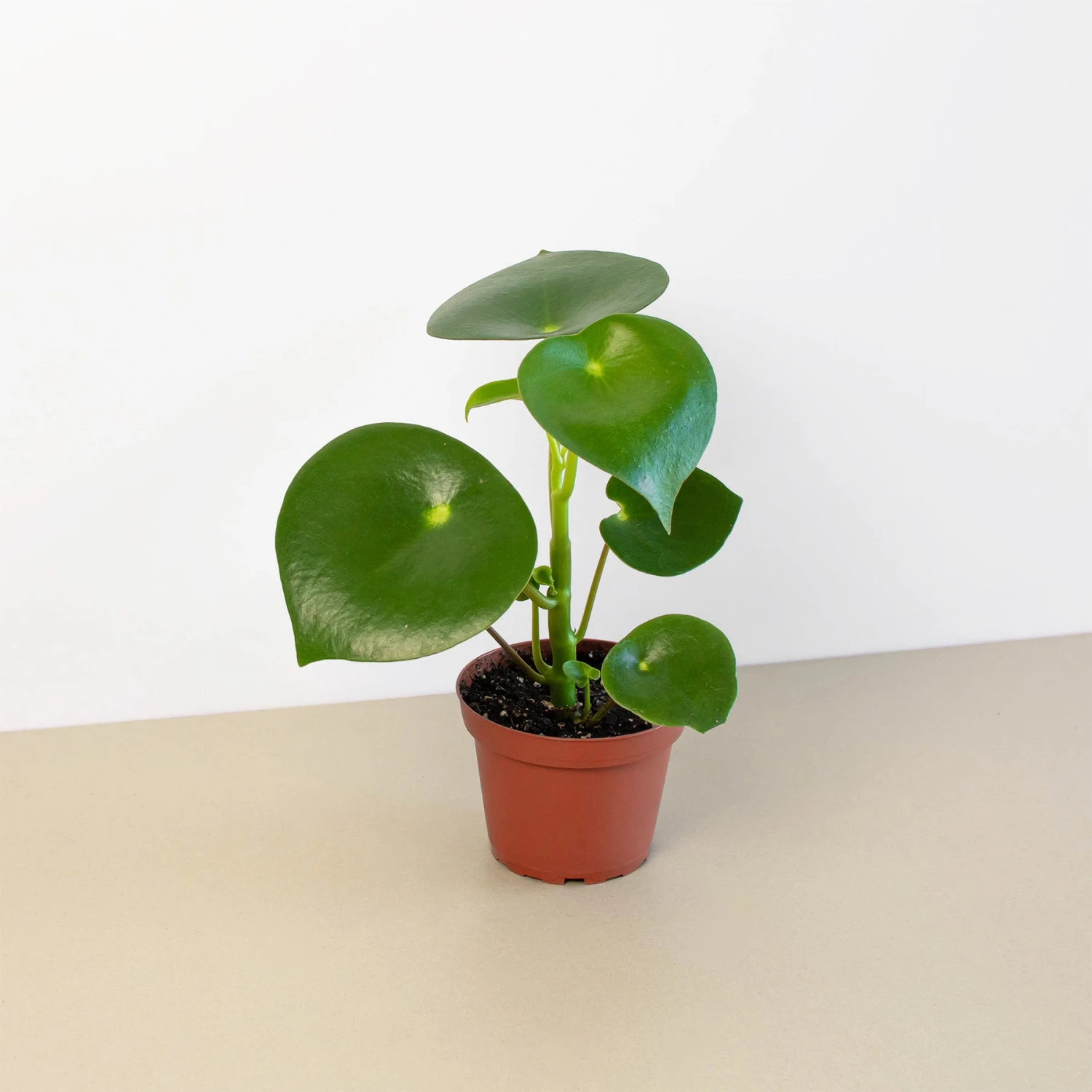 Peperomia 'Raindrop' 1 Peperomia 'Raindrop'