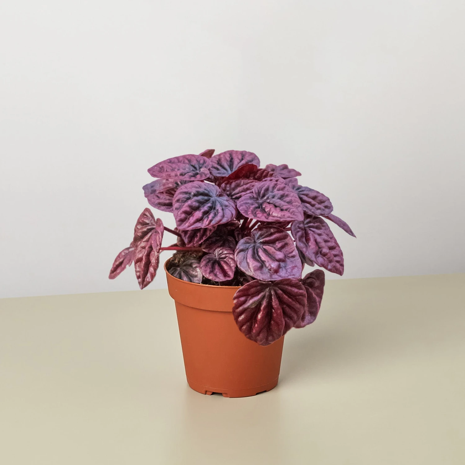 Peperomia 'Ripple Red' 1 Peperomia 'Ripple Red'
