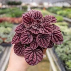Peperomia 'Ripple Red' 5 Peperomia 'Ripple Red' -House Plant Shop 4 PEPEROMIA RIPPLE.RED 4