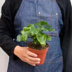 Philodendron 'Atom' -House Plant Shop 4 PHILODENDRON ATOM 3 fa0fcf04 fa57 4643 838e b6dd80a35558