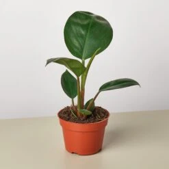Philodendron 'Congo Rojo' -House Plant Shop 4 PHILODENDRON CONGO.ROJO MAIN