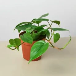 Philodendron Cordatum 'Heartleaf' -House Plant Shop 4 PHILODENDRON CORDATUM 1