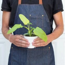 Philodendron 'Gold Violin' -House Plant Shop 4 PHILODENDRON GOLD.VIOLIN 3