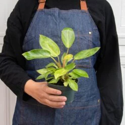 Philodendron 'Painted Lady' -House Plant Shop 4 PHILODENDRON PAINTED LADY 3 97532749 64b7 4fca b767 bbdd2dd61edf