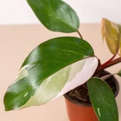 Rare Plant Bundle -House Plant Shop 4 PHILODENDRON PINK.PRINCESS 2.1