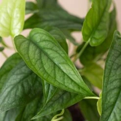 Monstera 'Siltepecana' -House Plant Shop 4 PHILODENDRON SILTEPECANA 2