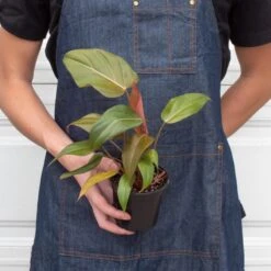 Philodendron 'Summer Glory' -House Plant Shop 4 PHILODENDRON SUMMER.GLORY 3