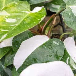 Philodendron 'White Princess' -House Plant Shop 4 PHILODENDRON WHITE.PRINCESS 2