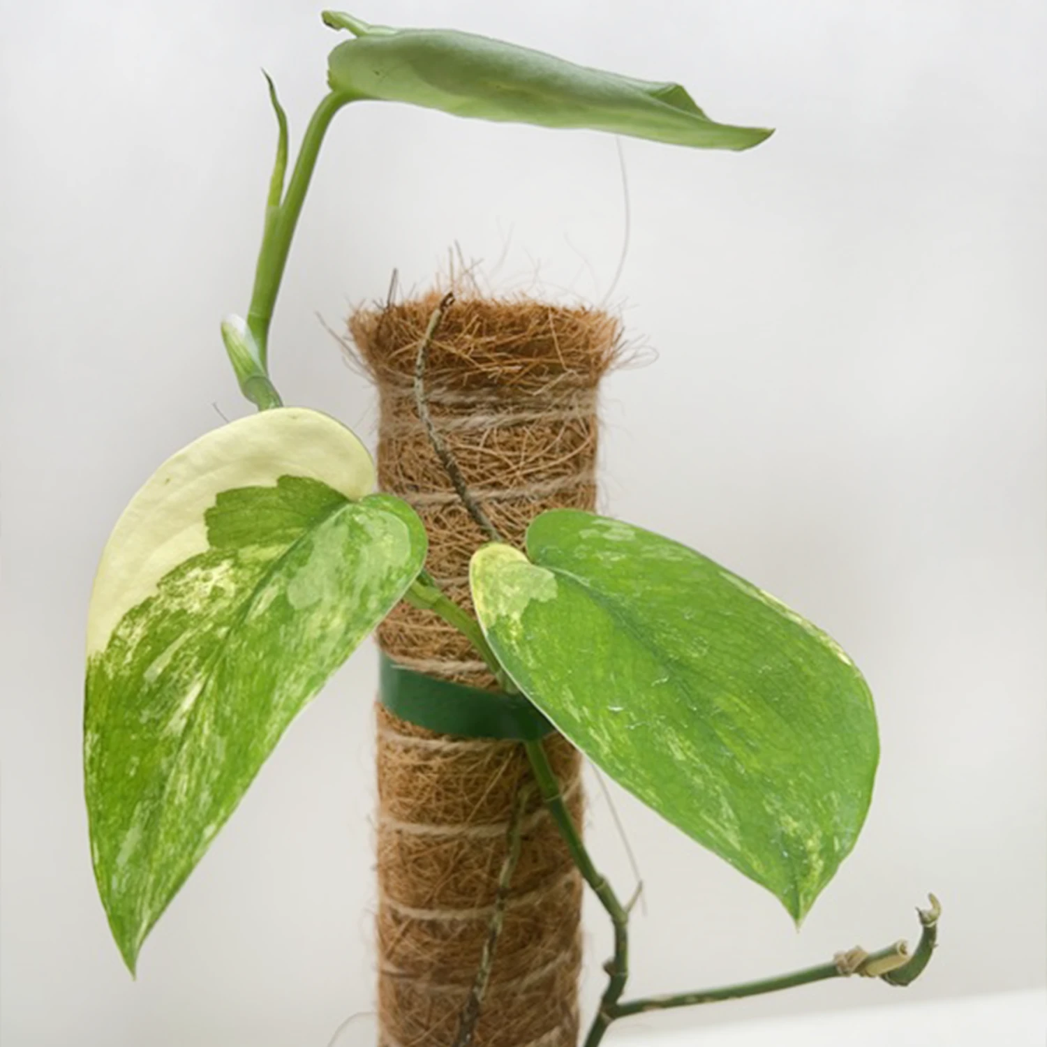 Pothos Jade Satin Albo 2 Pothos Jade Satin Albo - Image 2