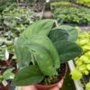 Pothos Jade Satin