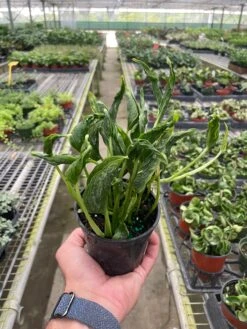 Pothos 'Shangri La' 7 Pothos 'Shangri La' -House Plant Shop 4 POTHOS SHANGRI.LA TEMP 11.20.23