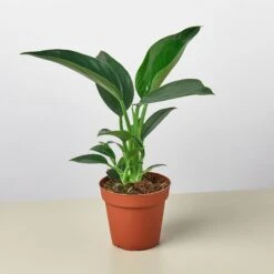 Philodendron 'Congo Green' -House Plant Shop 4 Philodendron CongoGreen