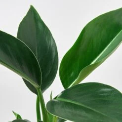 Philodendron 'Congo Green' -House Plant Shop 4 Philodendron CongoGreen DETAIL