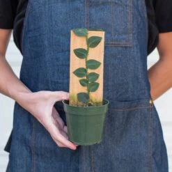 Rhaphidophora 'Hayi' (Shingle Plant) -House Plant Shop 4 RHAPHIDOPHORA HAYI 3