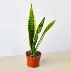 Snake Plant 'Laurentii' -House Plant Shop 4 SNAKE LAURENTII 1