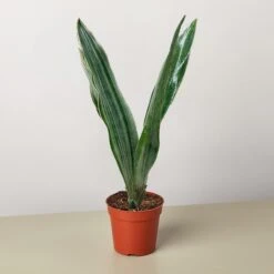 Snake Plant 'Sayuri' -House Plant Shop 4 SNAKE SAYURI 1