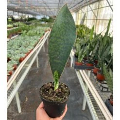 Shark Fin Snake Plant -House Plant Shop 4 SNAKE SHARK.FIN TEMP 12.6.23